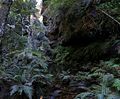 120px_rainforest_bluemountainsnsw